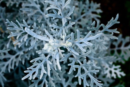 銀色の粉を吹いたシロタエギクの葉