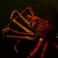 長い足を広げたタカアシガニの写真