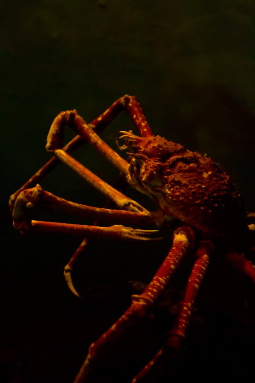 長い足を広げたタカアシガニ