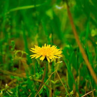 草原に咲く一輪のたんぽぽの写真