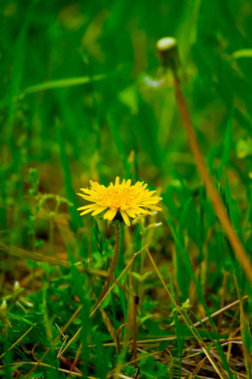 草原に咲く一輪のたんぽぽ