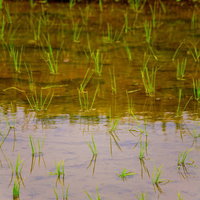 水面に映る田植え直後の稲の苗の写真