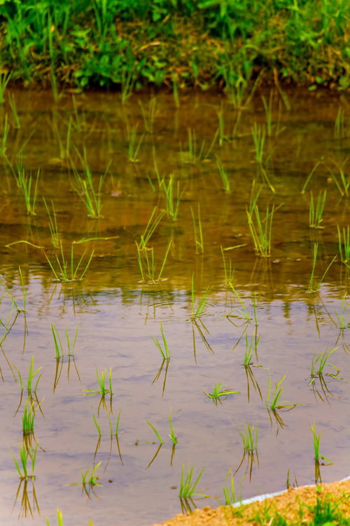 水面に映る田植え直後の稲の苗