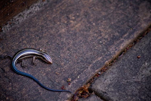 石の上にいる尻尾が青いトカゲ