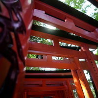 稲荷大社の朱色の鳥居が連なる参道の写真