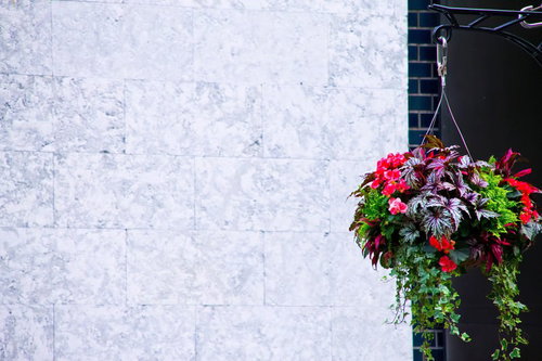 吊るされた鮮やかな花のハンギングバスケット