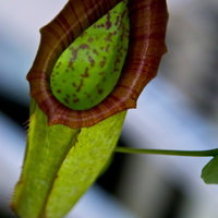 筒状の葉が開く大きなウツボカズラの写真