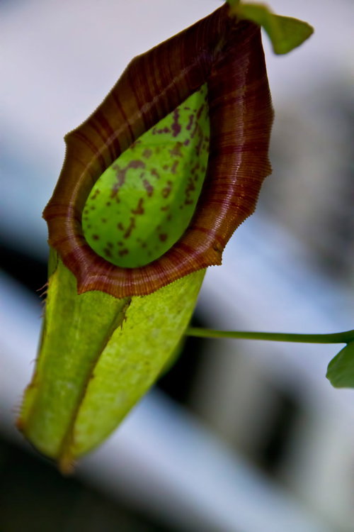 筒状の葉が開く大きなウツボカズラ