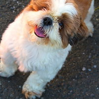 遊んでほしい茶色と白のワンちゃんの写真