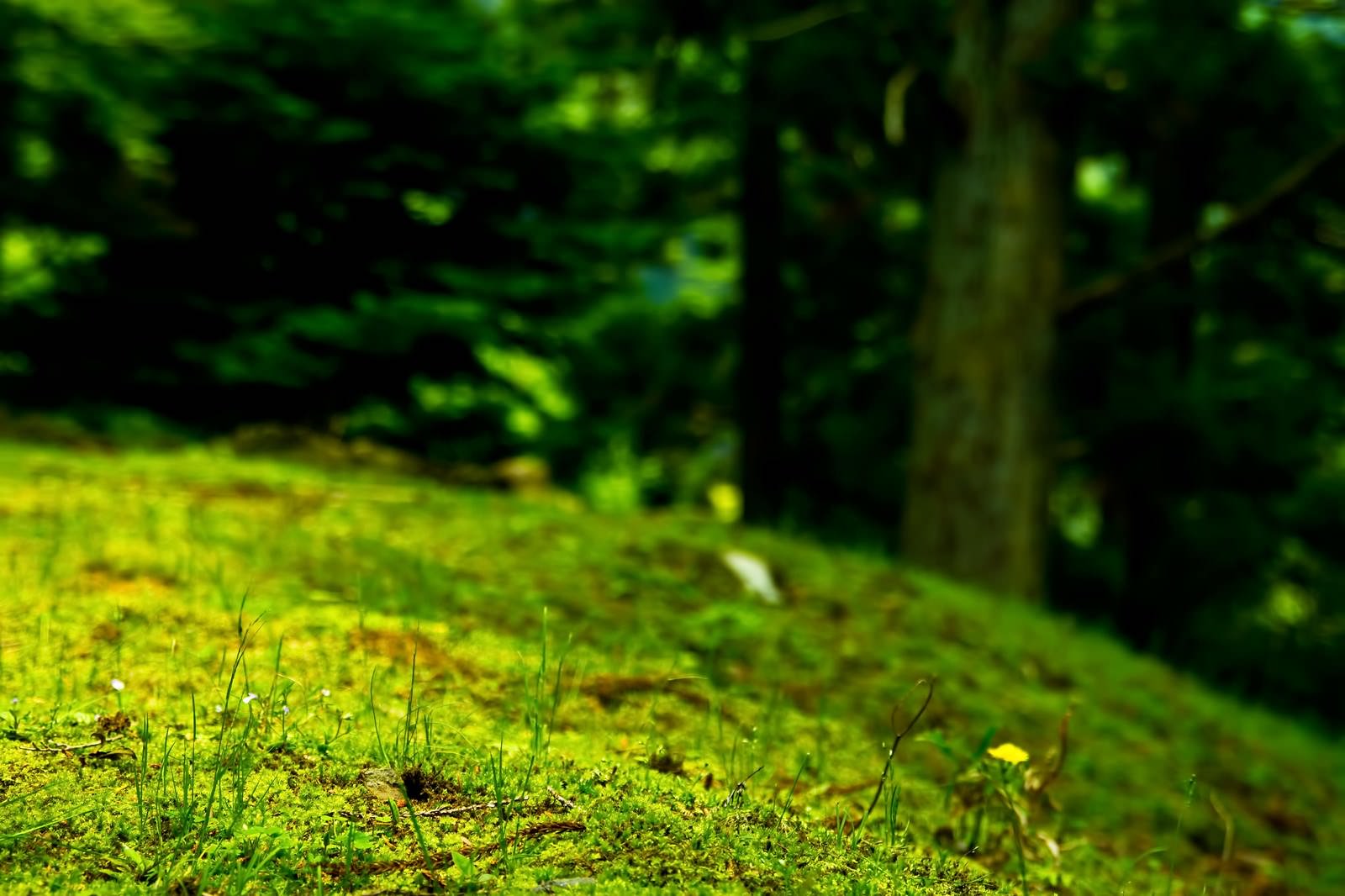 山の森の林床に生える苔と草