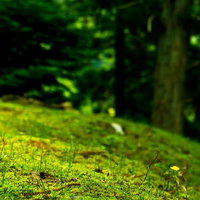 森の林床に生える苔と草（山・野原）の写真