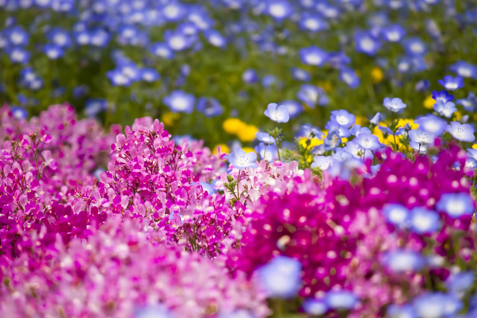 山下公園の花壇に咲くピンクの花
