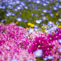山下公園の花壇に咲くピンクの花の写真