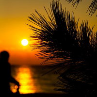 夕焼けとヤシの木のシルエットの写真