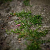 道端の雑草と落ちた花びらの写真