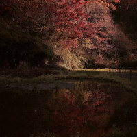 秋の森の池に映る色鮮やかな紅葉と落ち葉の風景の写真
