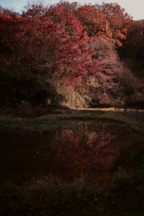 秋の森の池に映る色鮮やかな紅葉と落ち葉の風景