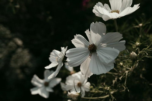 光を透かすコスモスの白い花びら〜キク科の秋の草花