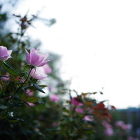柔らかな朝日を浴びて咲く薄紅色のバラの花の写真