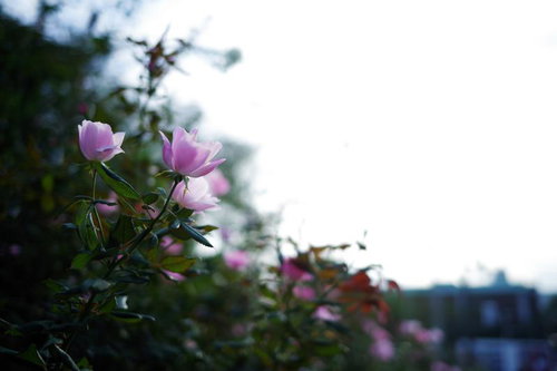 柔らかな朝日を浴びて咲く薄紅色のバラの花