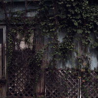 蔦が覆う錆びたトタン外壁と年月を刻む廃屋の写真