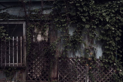 蔦が覆う錆びたトタン外壁と年月を刻む廃屋