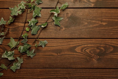 アンティークデスクに這うアイビーと木目の風合い
