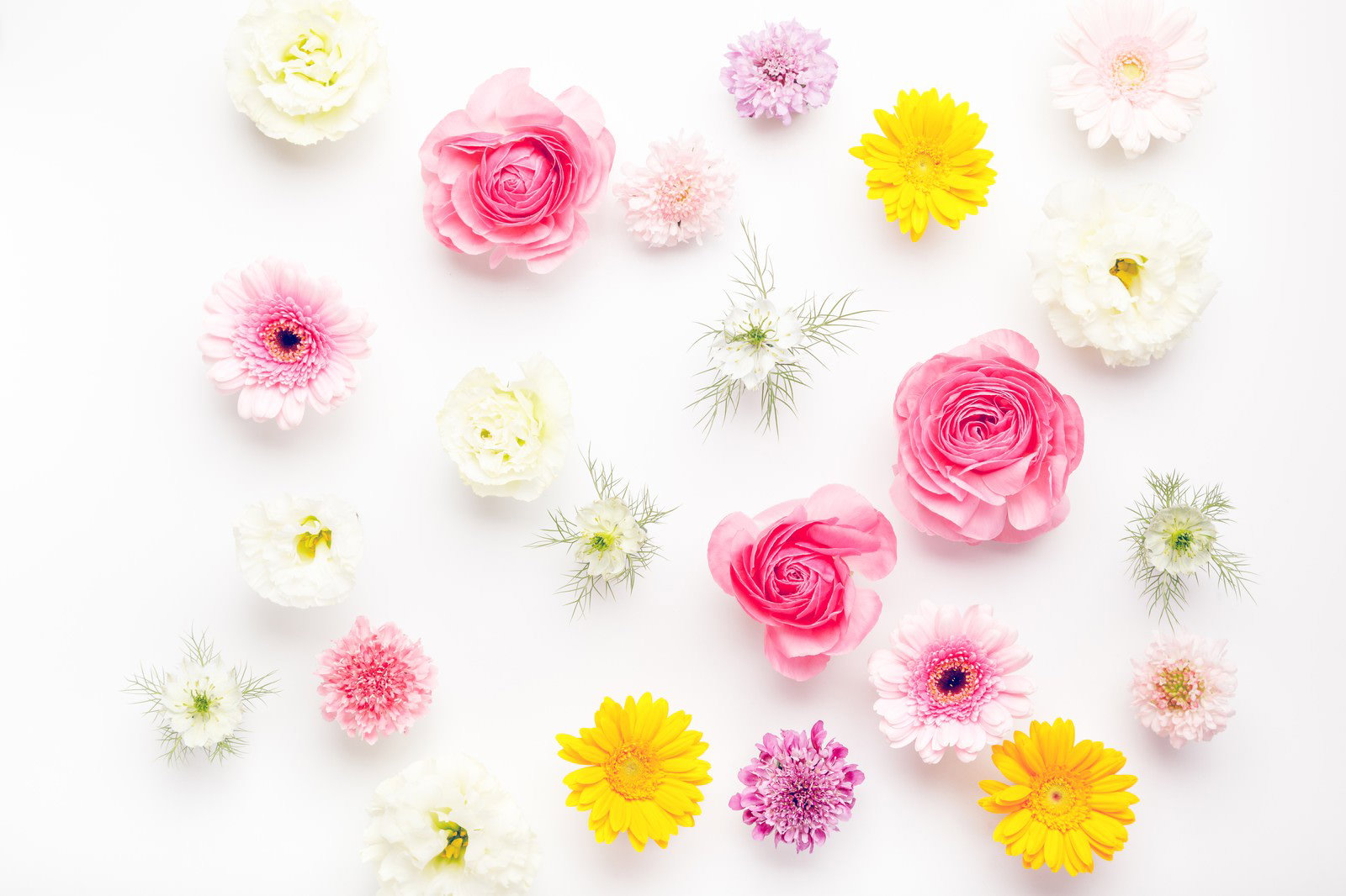 白い背景に春の花を敷き詰めたフラットレイ