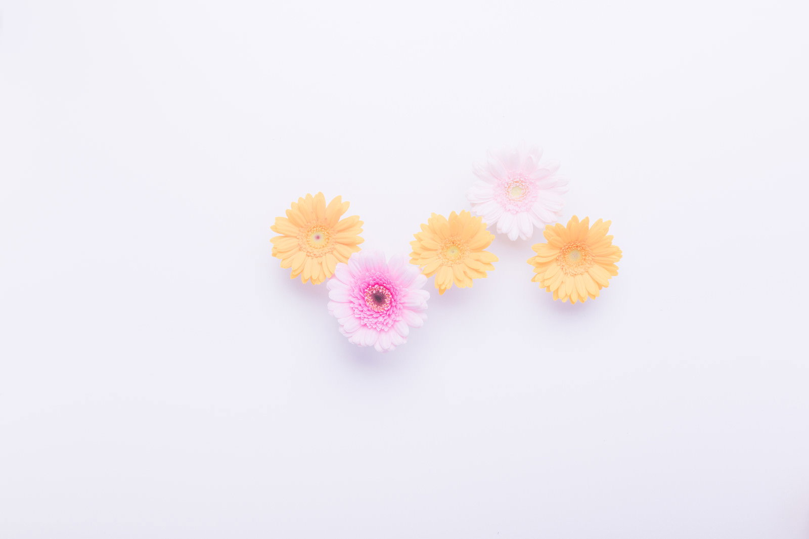 白い紙の上に並べられたピンクと黄色オレンジの花4つ
