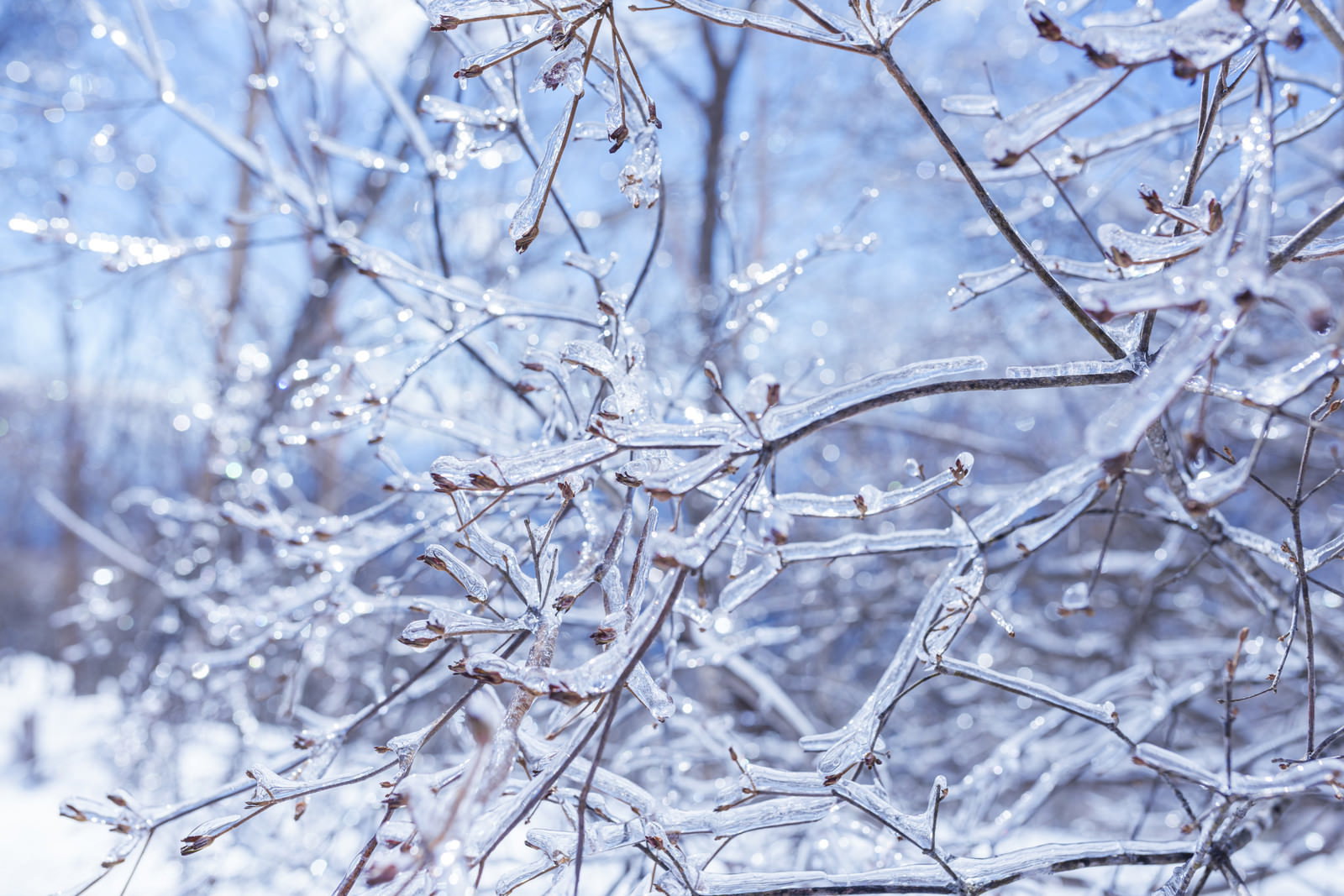 氷や霜で白く凍りついた細い枝が重なり合っている様子