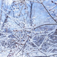 ガラス細工のような姿になった雲取山の草木の写真