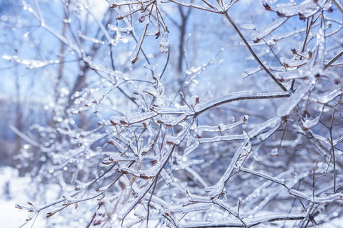 ガラス細工のような姿になった雲取山の草木