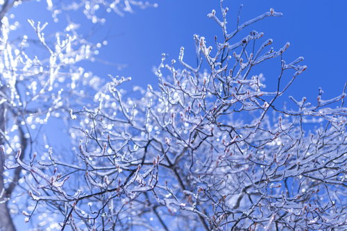 ガラス細工を纏った雲取山の木々 - 霧氷に覆われた枝の冬景色