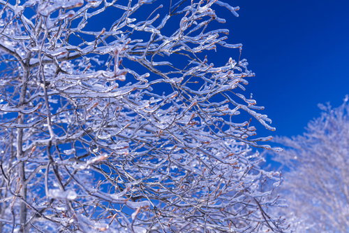 雲取山で撮影した凍った枝｜冬の登山で見た霜と氷の結晶