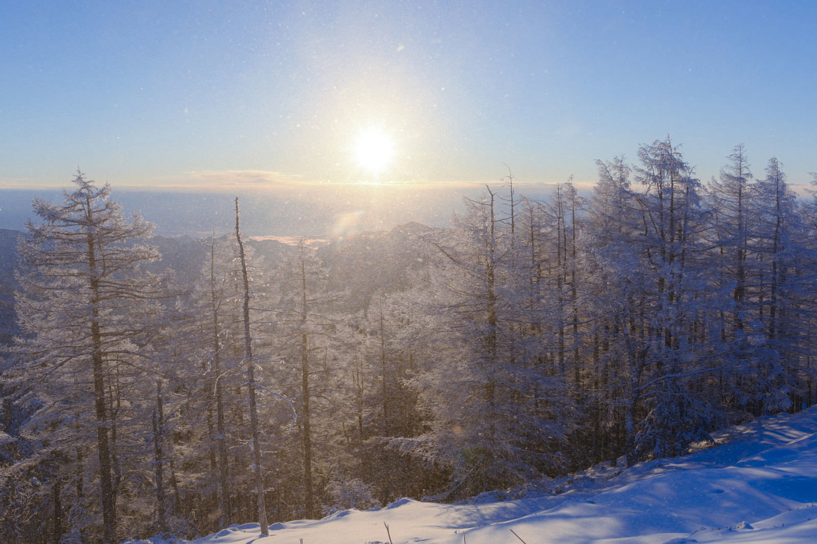 雲取山の樹氷林に午前の陽光が差し込む雪山風景