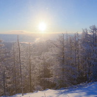 午前の陽光が差す樹氷林の雪山風景（雲取山）の写真