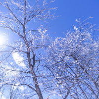 太陽の光を乱反射する雲取山の凍った木々と枝の写真