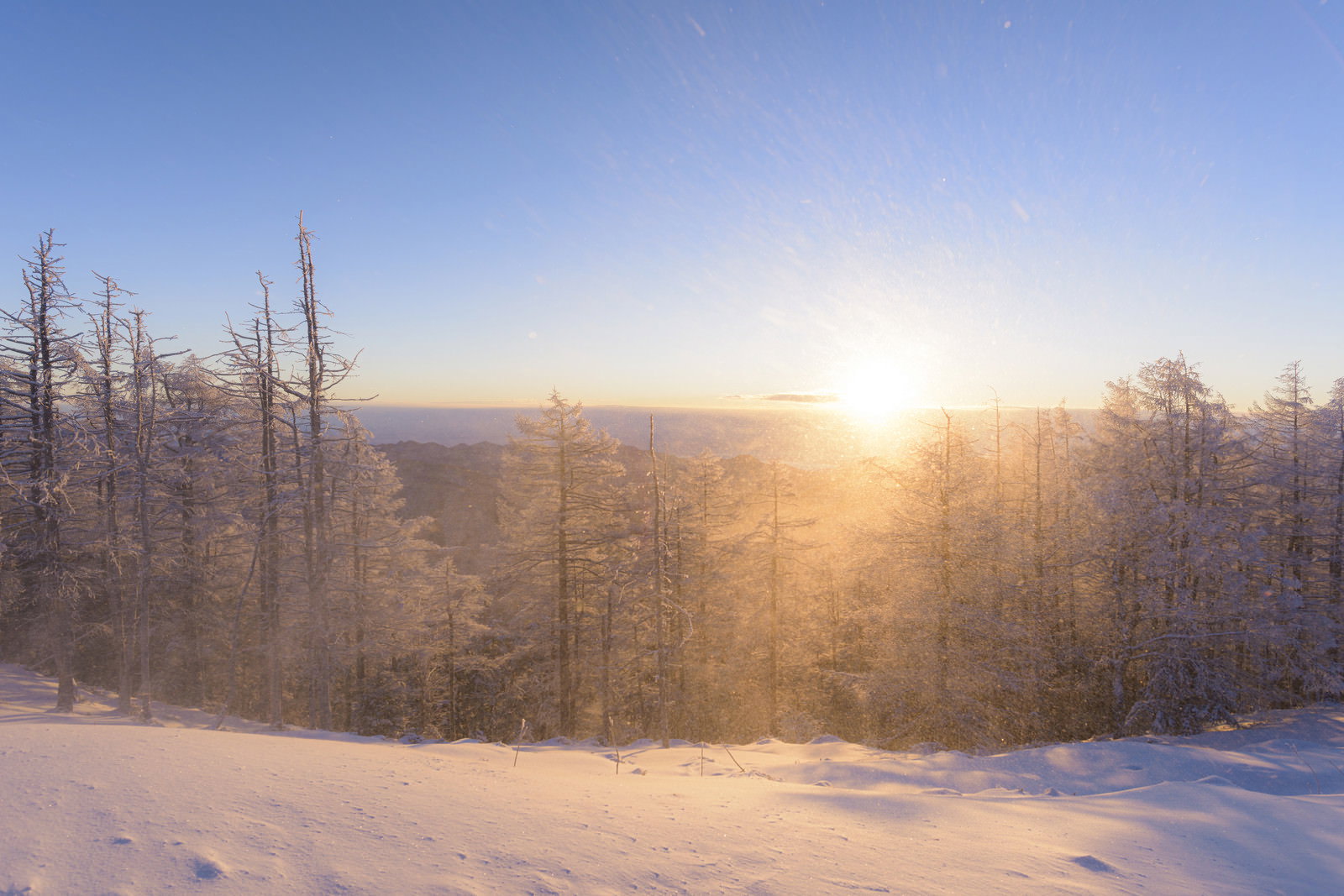 雪に覆われた雲取山の朝焼け風景、針葉樹林と朝日