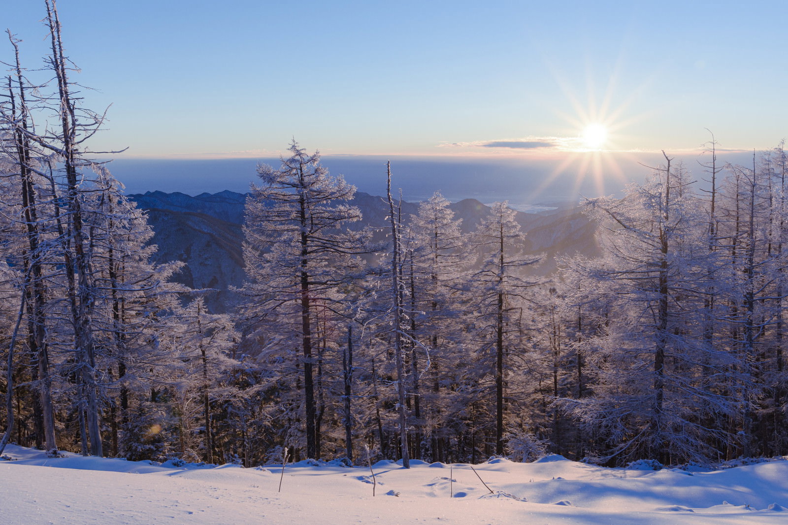 雲取山の雪山で朝日の光芒を浴びて輝く霧氷に覆われた唐松