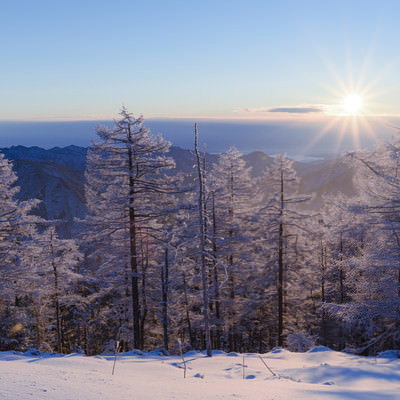 朝日の光芒を受ける雲取山の唐松の霧氷の写真