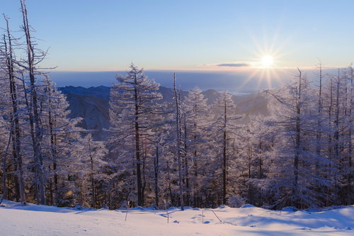 朝日の光芒を受ける雲取山の唐松の霧氷