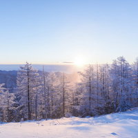 朝日に照らされる霧氷と雪の雲取山（100名山）の写真