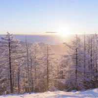 朝日に輝く霧氷の雲取山の冬景色、雪化粧した樹木に輝く自然美の写真