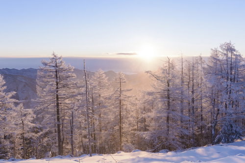 朝日に輝く霧氷の雲取山の冬景色、雪化粧した樹木に輝く自然美