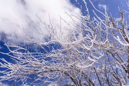 雲取山で撮影された枝一つ一つが凍った氷の木