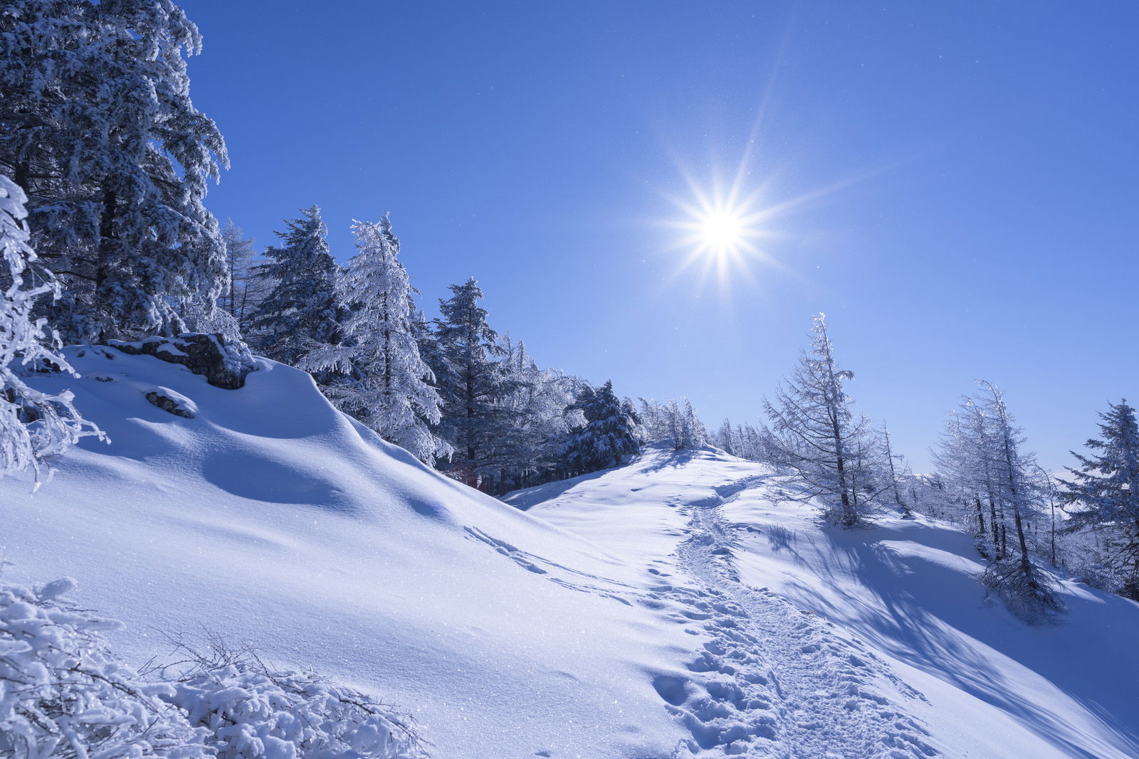 雪に覆われた雲取山の登山道、青空と太陽が輝く冬山風景