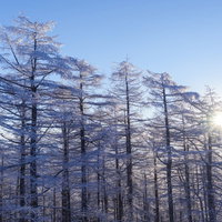 霧氷に覆われたカラマツの林（雲取山・100名山）の写真