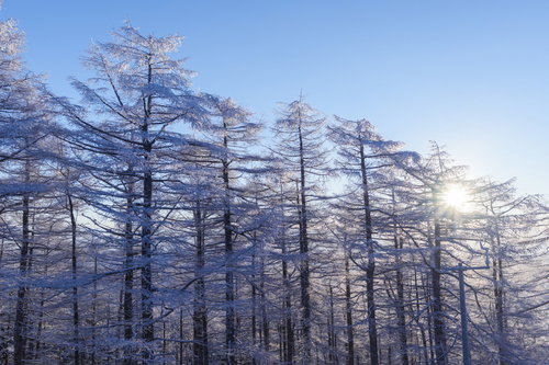 霧氷に覆われたカラマツの林（雲取山・100名山）