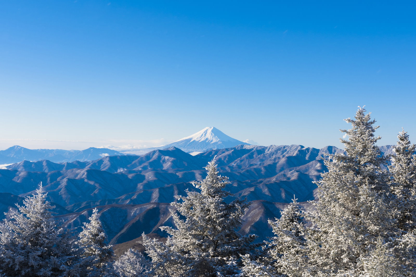 雲取山から眺める霧氷に覆われた樹木と雪化粧した富士山
