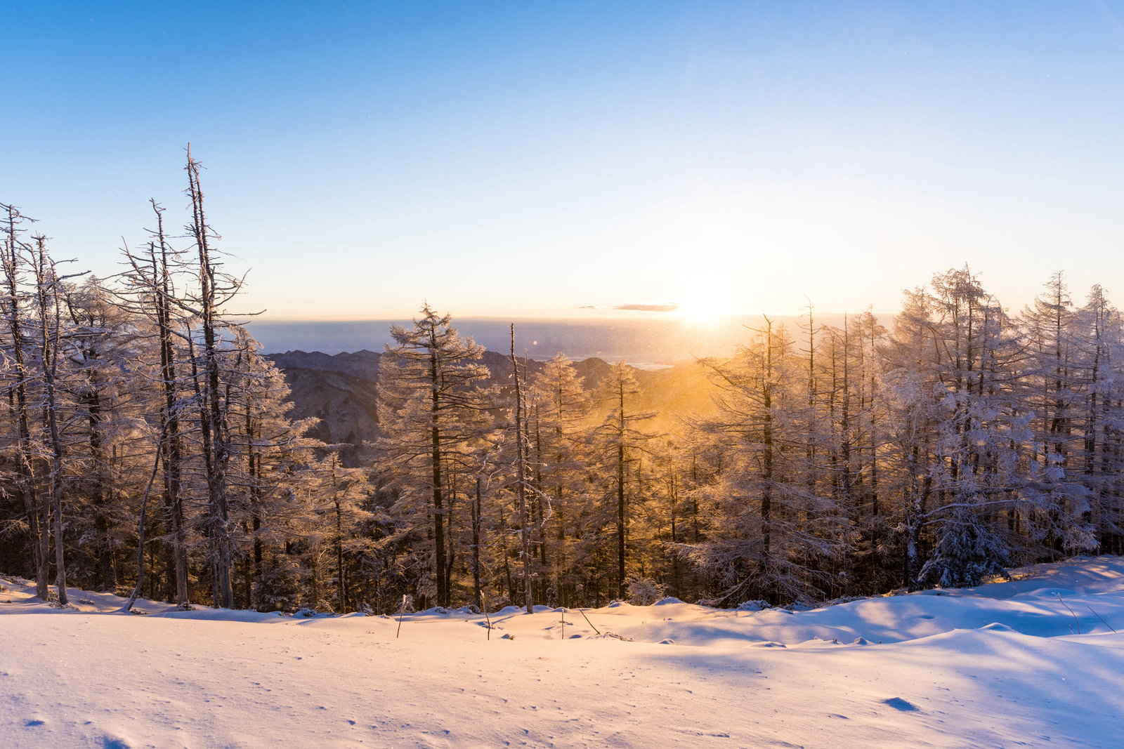 雲取山の雪景色。黄金色の朝日が雪に覆われた山々と針葉樹を照らしている